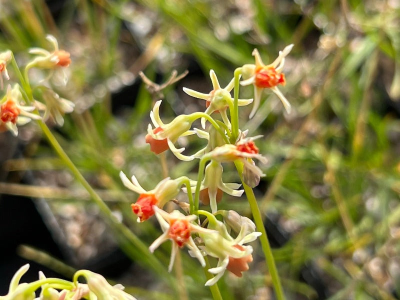 Tulbaghia acutiloba