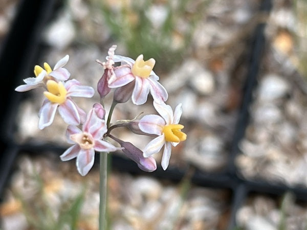 Closeup of a Tulbaghia cernua hybrid flower cluster