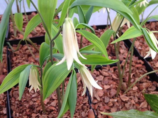 Uvularia sessilifolia 'Cobblewood Gold'