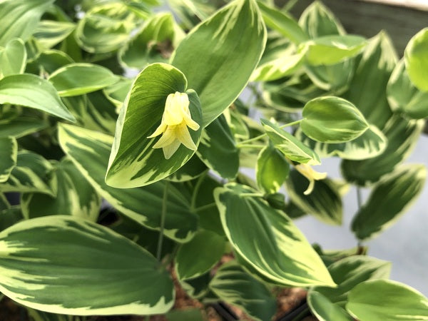 Uvularia perfoliata 'Jingle Bells'