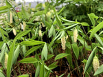Uvularia sessilifolia