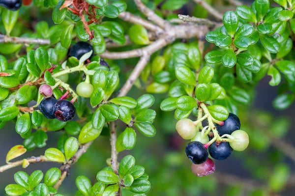 Vaccinium delavayi MD97