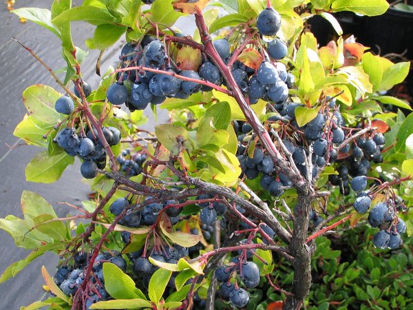 Vaccinium padifolium