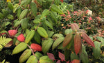 Vaccinium brachyandrum