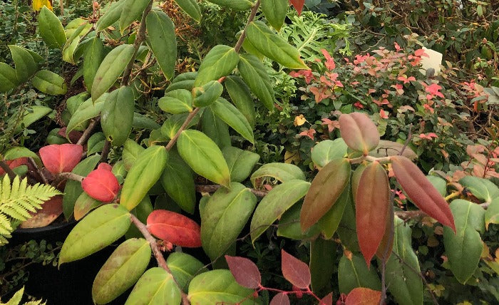 Vaccinium brachyandrum