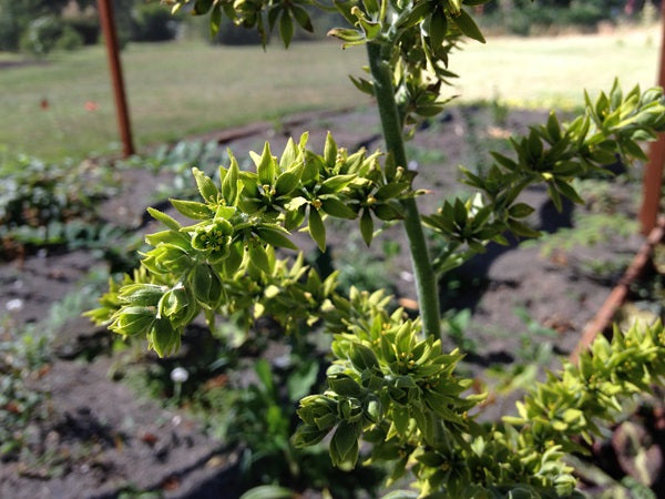 A closeup of green flowers of Veratrum album 'Lorna's Green'