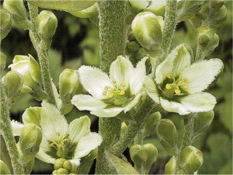 Closeup white flowers of Veratrum oxysepalum