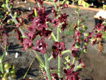 Veratrum maackii var. parviflorum