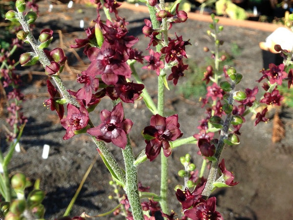 Veratrum maackii var. parviflorum