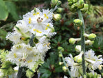 Veratrum fimbriatum