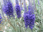 Veronica spicata ssp. incana 'Nana'