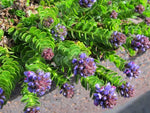 Veronica thessalica