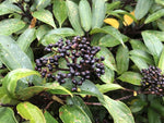Viburnum cylindricum YuGu 023