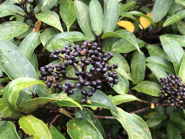 Viburnum cylindricum YuGu 023