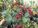 Viburnum hoanglienense FMWJ 13289 ex.