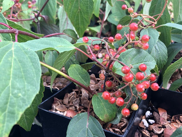 Viburnum sp. cf. sect. Odontotinus CDHM 14586