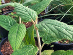 Viburnum rhytidophyllum