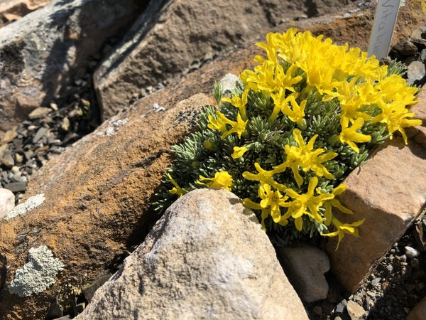 Yellow flowers of Vitaliana primuliflora growing in the Crevice garden