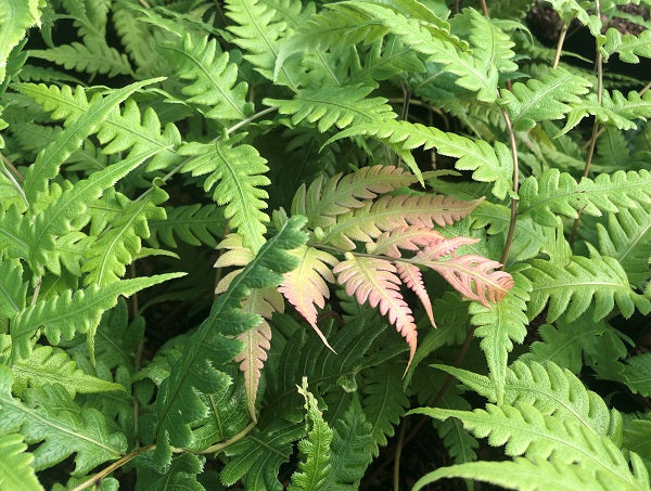 A mass of green fronds of Woodwardia unigemmata with bronze new growth