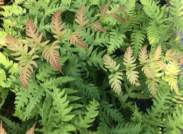 Woodwardia unigemmata MD 15-16