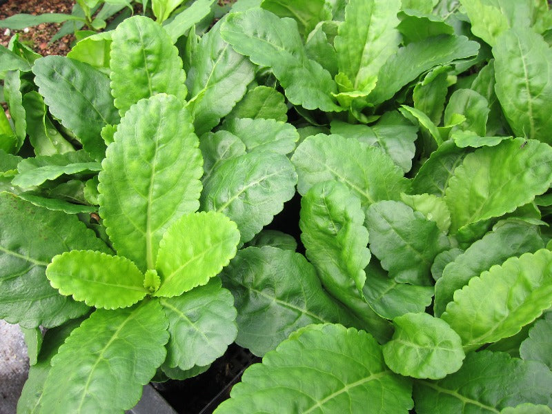 Scalloped green foliage of Wulfenia carinthiaca