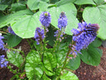 Spikes of purple-blue flowers of Wulfenia carinthiaca