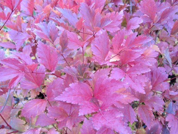 Red maroon fall foliage of Xanthorhiza simplicissima