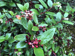 Gaultheria longibracteolata YuGu 311