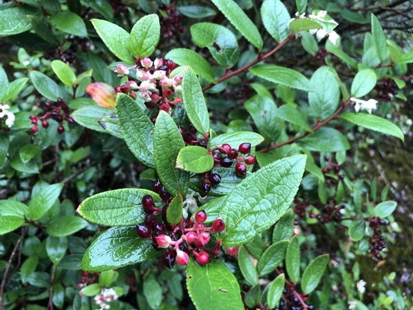 Gaultheria longibracteolata YuGu 311