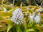 Two white flowers and green leaves of this Ypsilandra species