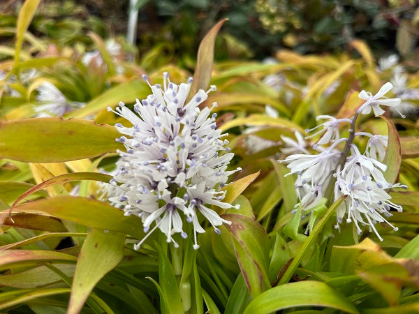 Two white flowers and green leaves of this Ypsilandra species