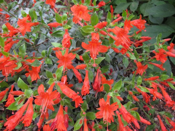 Epilobium (syn. Zauschneria ) 'Select Mattole'