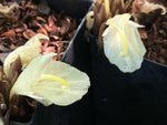 A closeup of two silky white Zingiber mioga flowers