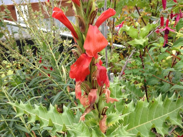 A closeup of red flowers and spiky leaves of Acanthus sennii
