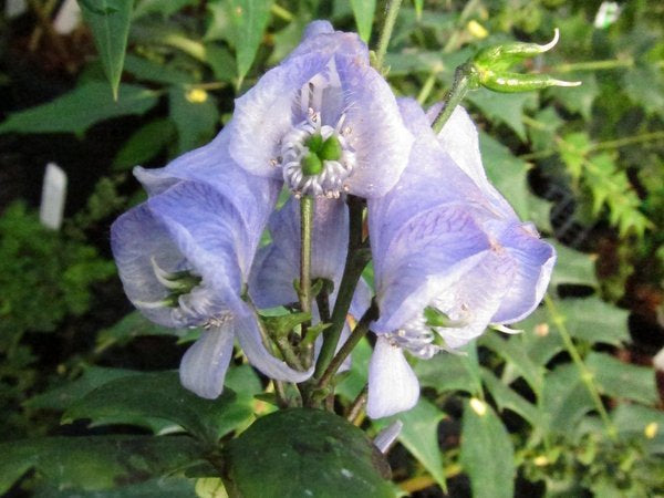 Aconitum japonicum