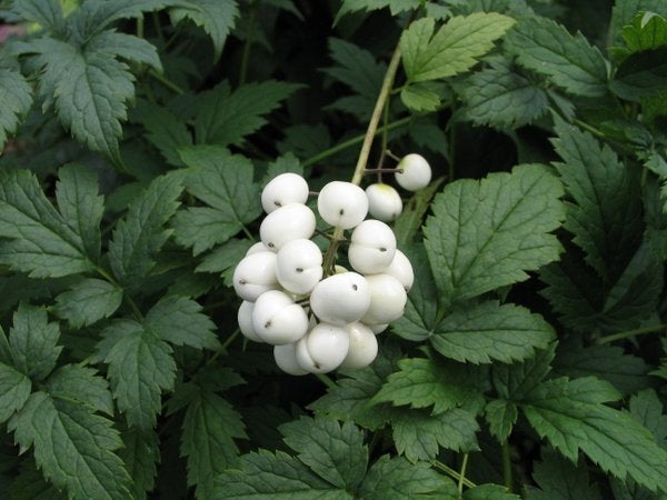 Actaea rubra f. neglecta