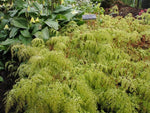 Adiantum venustum