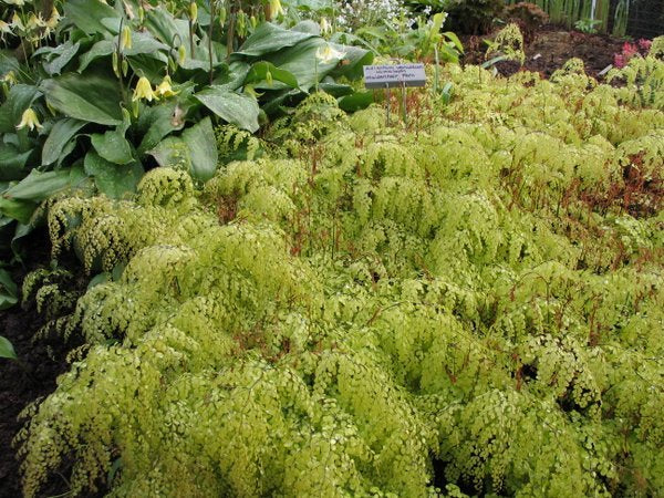 Adiantum venustum