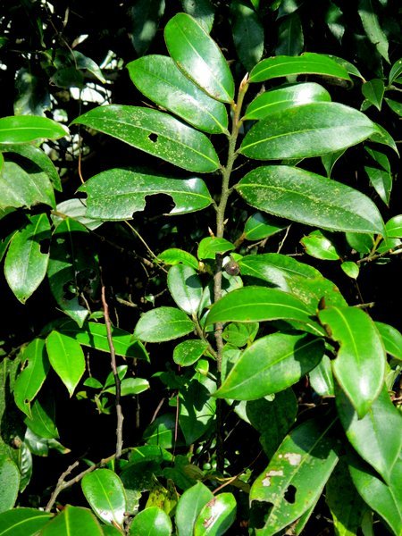 Adinandra glischroloma var. glischroloma CDHM 14694