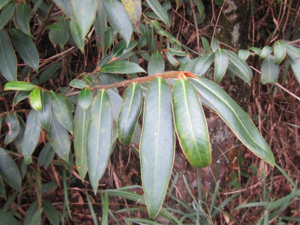 Adinandra glischroloma var. glischroloma CDHM 14694