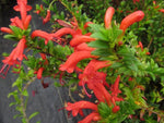 Long stems of tubular red flowers of Aeschynanthus buxifolius