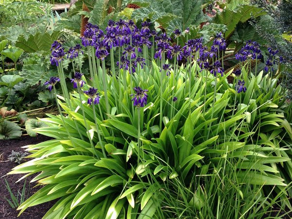 Agapanthus inapertus subsp. pendulus 'Graskop'