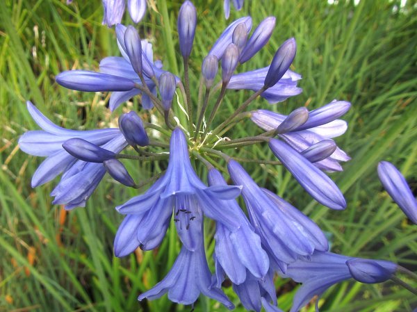 Agapanthus 'Margaret'