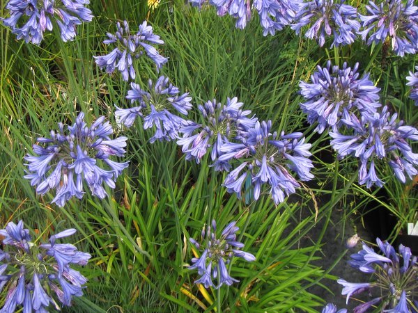 Agapanthus 'Margaret'