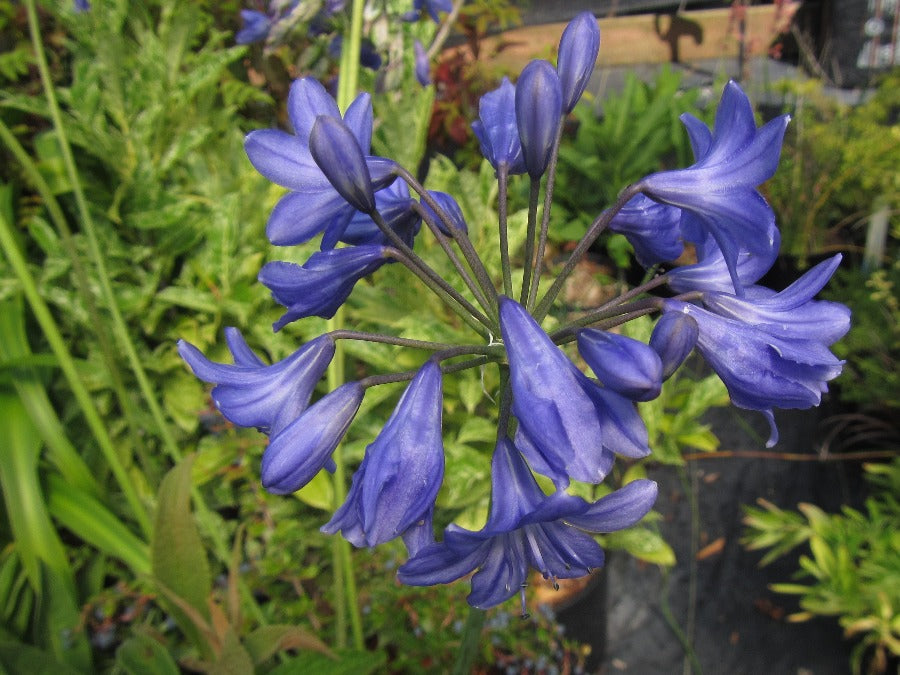 Agapanthus 'Underway'