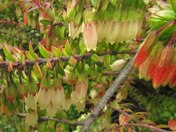 Agapetes serpens 'Nepal Cream'