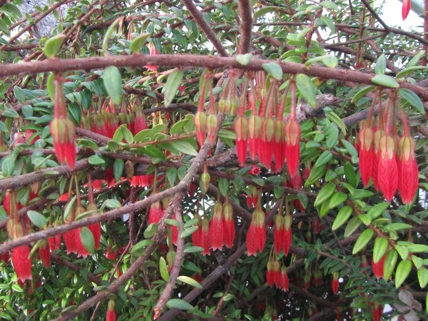 Agapetes serpens