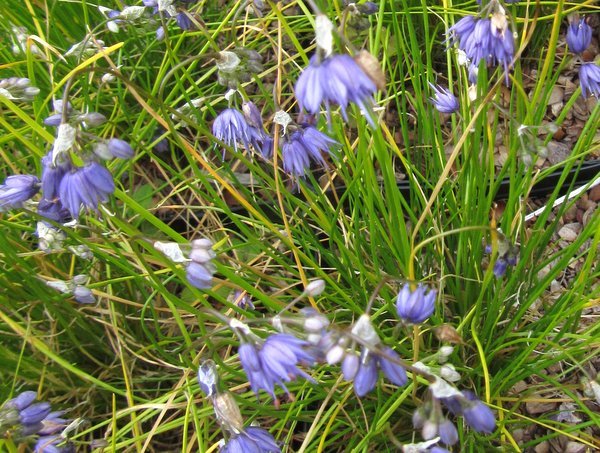 Allium cyaneum