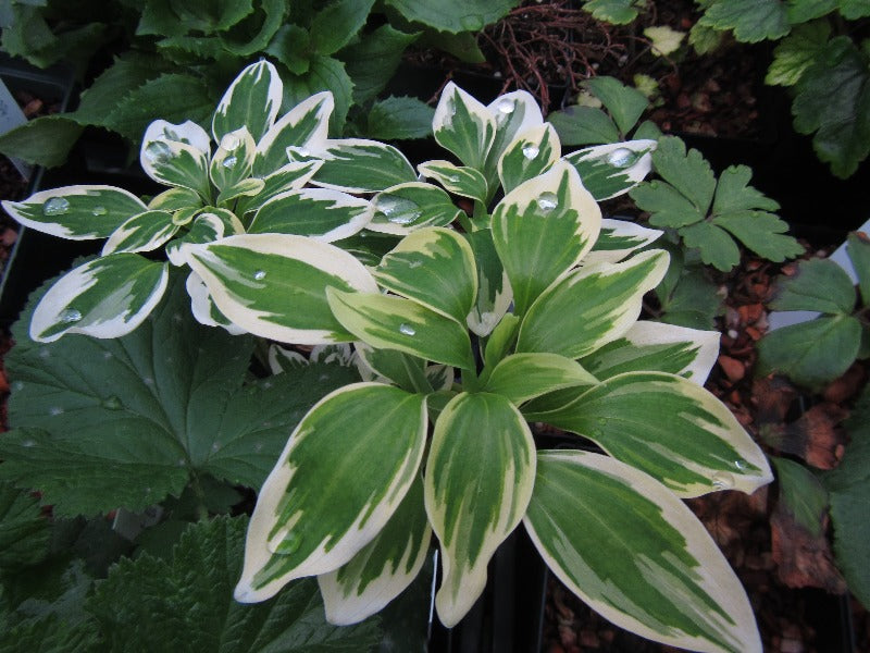 Variegated leaves of Alstroemeria brasiliensis 'Cally Star'