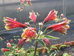 Alstroemeria psittacina 'Royal Star'